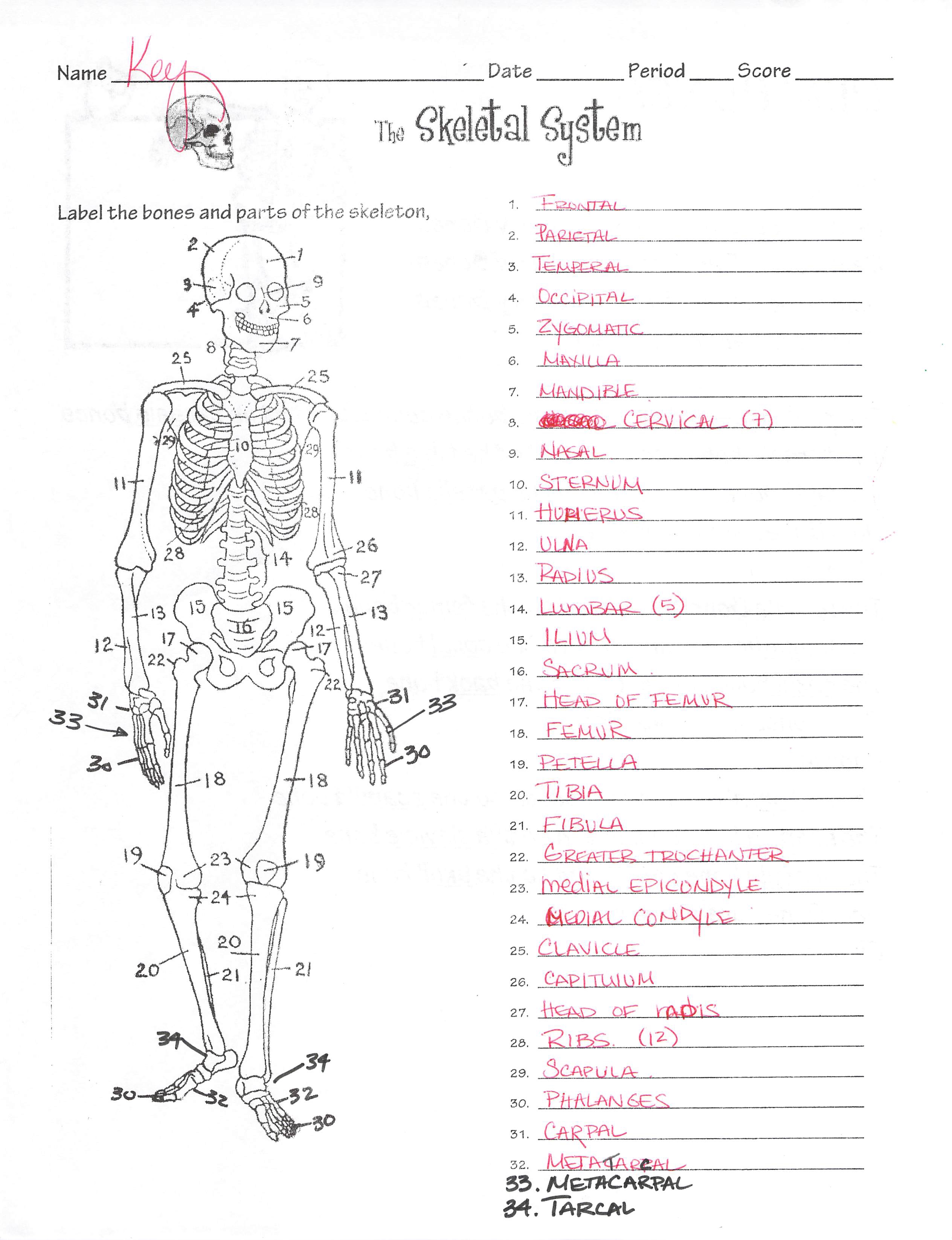 Skeletal System Worksheet Answers